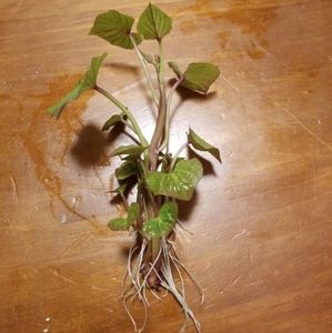 Accents - Grow your own sweet potatoes Accents - Grow your own sweet potatoes